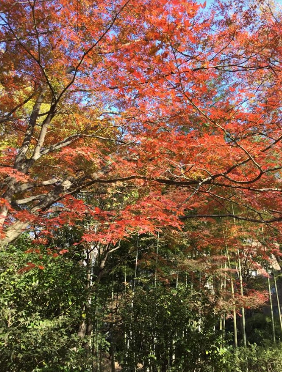 六義園的紅葉與竹林對襯。 圖:劉黎兒/攝 六義園的紅葉與竹林對襯。 圖:劉黎兒/攝