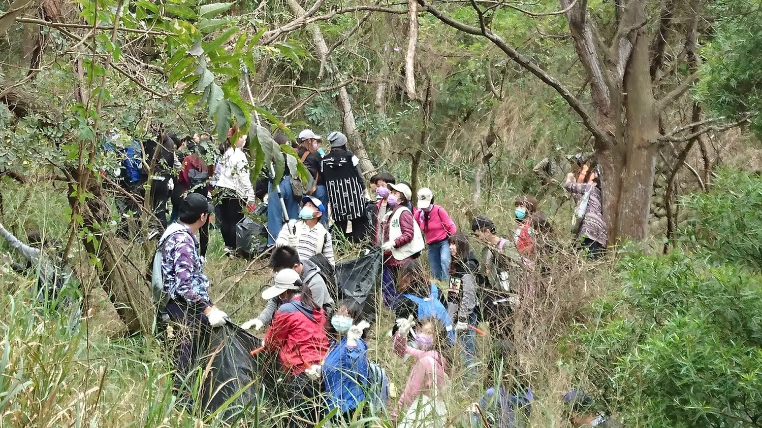 經過監測發現,先前移除的其他場域已有效防止小花蔓澤蘭再度生長。 圖:台中市農業局提供 經過監測發現,先前移除的其他場域已有效防止小花蔓澤蘭再度生長。 圖:台中市農業局提供