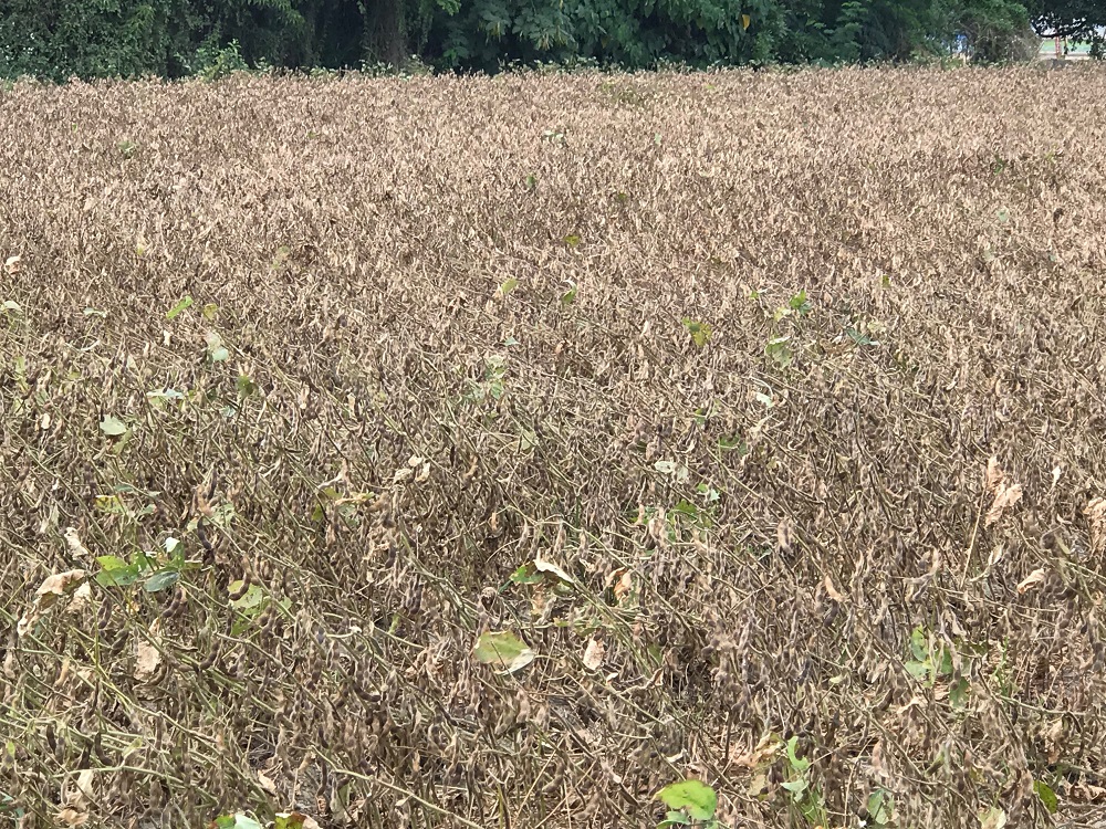 新港黑豆自然落葉。 圖:農糧署南區分署/提供 新港黑豆自然落葉。 圖:農糧署南區分署/提供