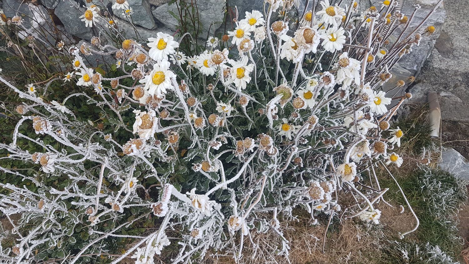 週四之後會有第二波大陸冷氣團南下,高山也有可能出現降雪。 圖:中央氣象局提供 週四之後會有第二波大陸冷氣團南下,高山也有可能出現降雪。 圖:中央氣象局提供