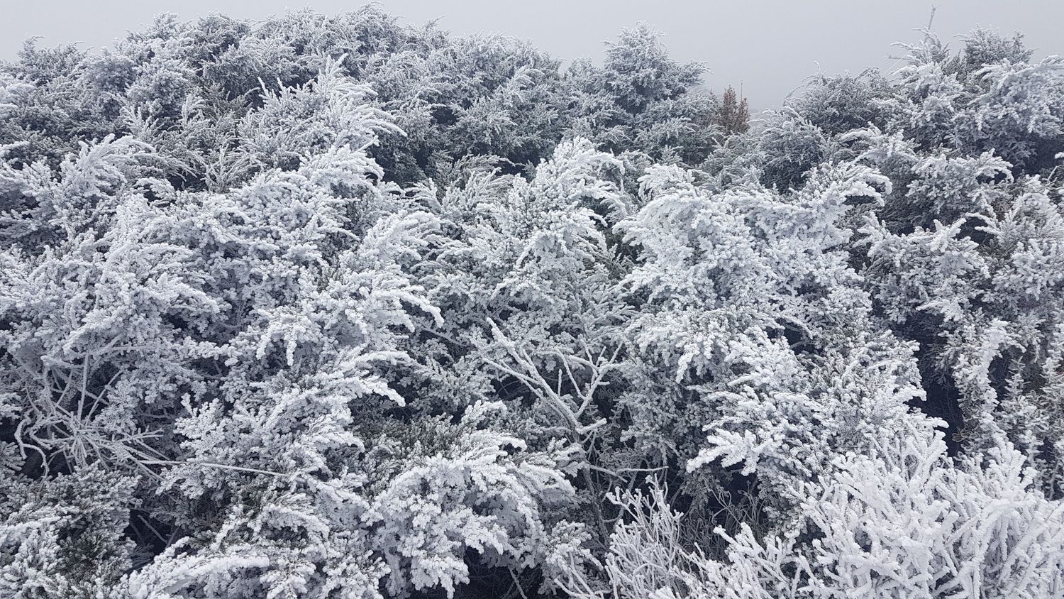 雖然第二波冷氣團大氣條件並沒有首波好,但氣象局仍不排除降雪可能。 圖:中央氣象局提供 雖然第二波冷氣團大氣條件並沒有首波好,但氣象局仍不排除降雪可能。 圖:中央氣象局提供