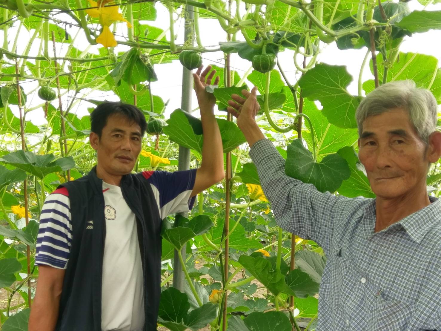 李文修的瓜棚一片翠綠,種植出的栗子南瓜甜美又好吃。 李文修的瓜棚一片翠綠,種植出的栗子南瓜甜美又好吃。