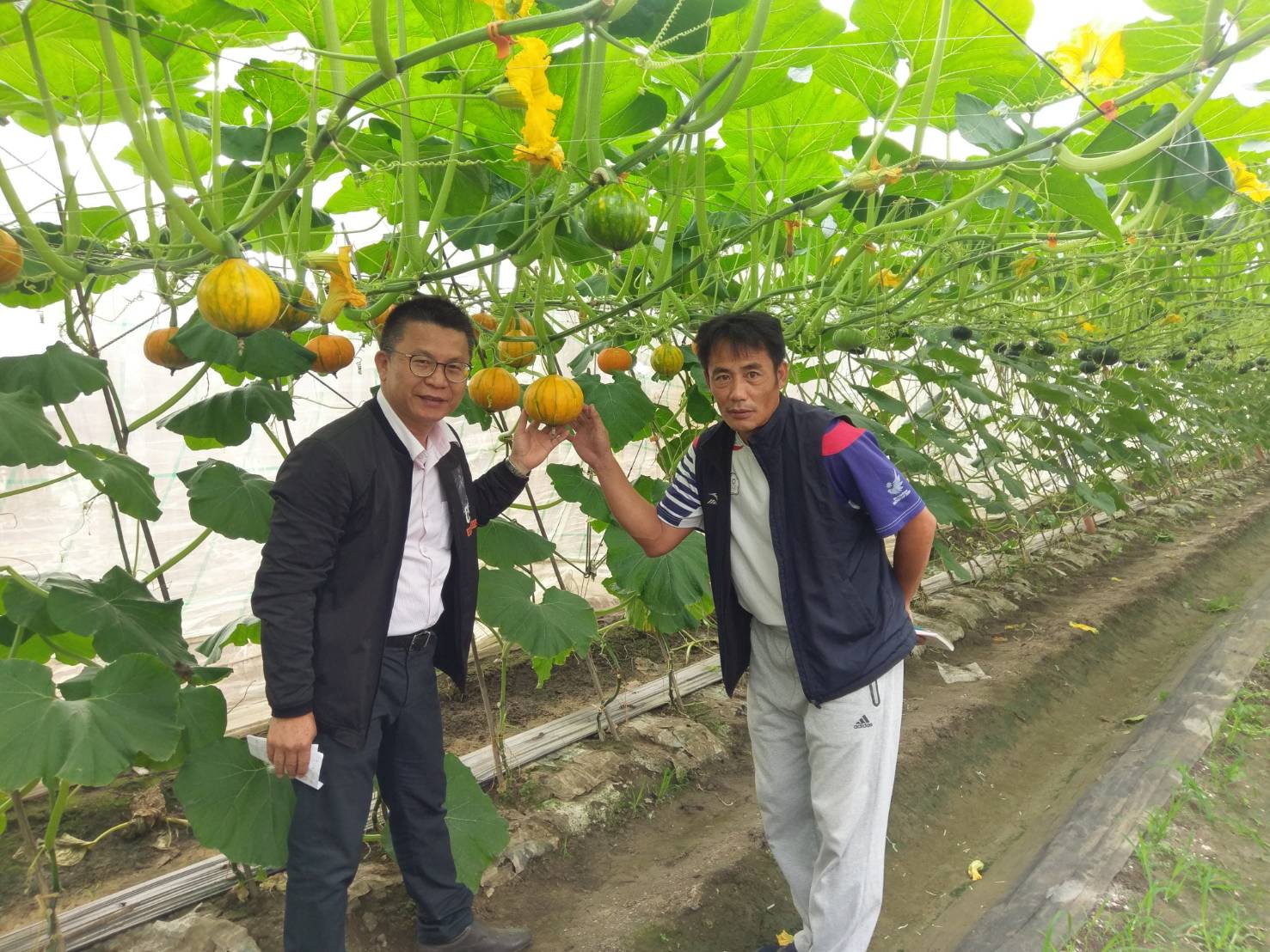 李文修的瓜棚一片翠綠,種植出的栗子南瓜甜美又好吃。 李文修的瓜棚一片翠綠,種植出的栗子南瓜甜美又好吃。