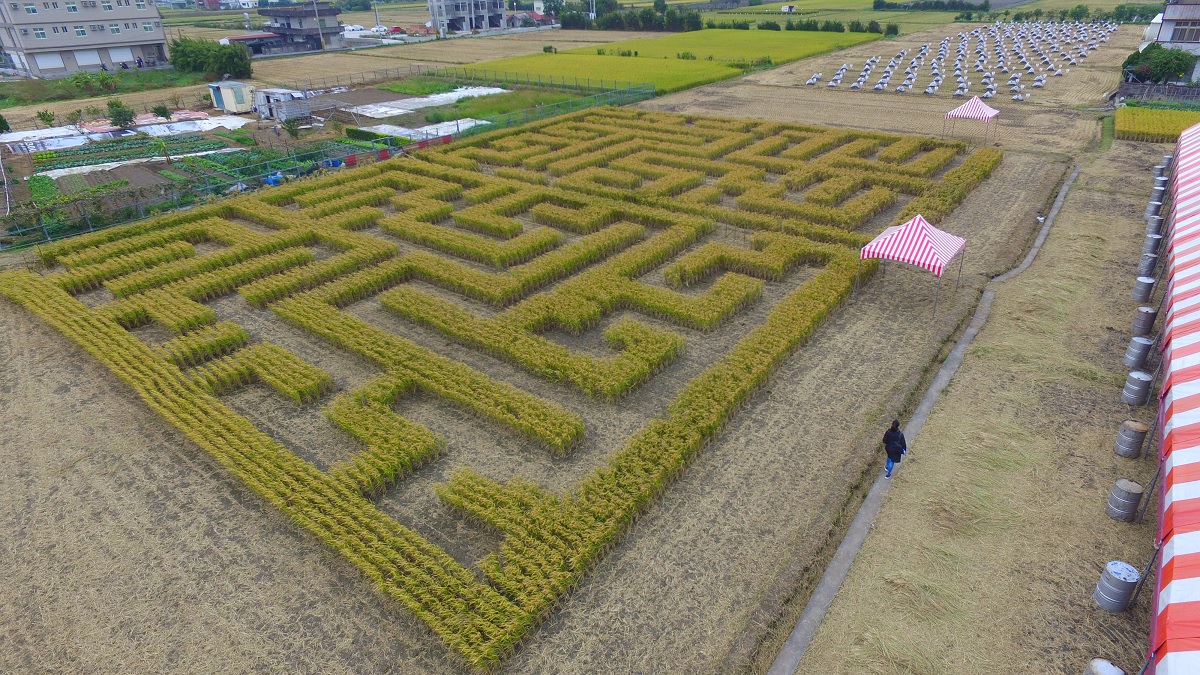 周末假日,出去走走!竹東鎮在12月9~10日安排了「2017竹東稻田嘉年華」活動,有六百的稻田迷宮,讓大小朋友在1公尺高的稻穗裡遊玩。 周末假日,出去走走!竹東鎮在12月9~10日安排了「2017竹東稻田嘉年華」活動,有六百的稻田迷宮,讓大小朋友在1公尺高的稻穗裡遊玩。