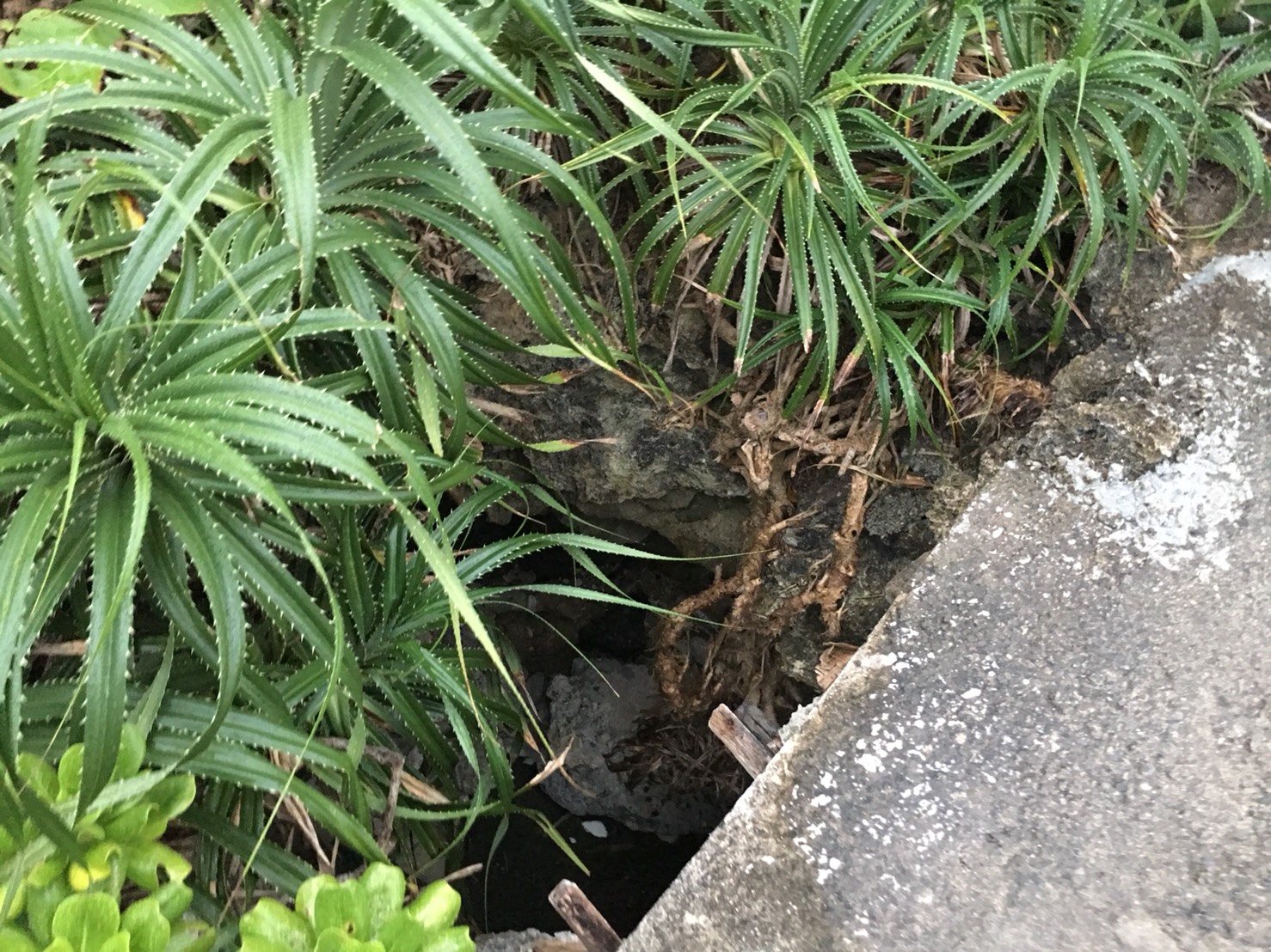 一名國中生至墾丁參加畢旅,讓路不慎,失足掉落2米深石洞內,所幸經消防隊救援成功脫險。 圖:屏東縣消防局/提供 一名國中生至墾丁參加畢旅,讓路不慎,失足掉落2米深石洞內,所幸經消防隊救援成功脫險。 圖:屏東縣消防局/提供