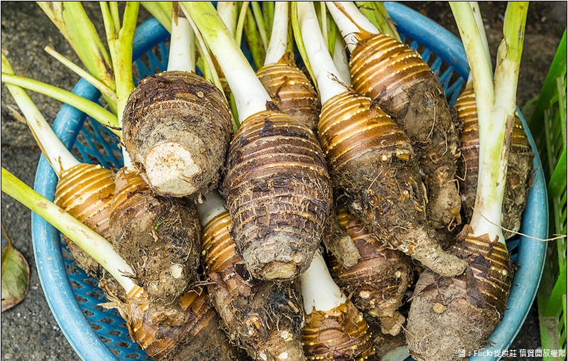 芋頭又香又甜,是不少人熱愛的甜食。 芋頭又香又甜,是不少人熱愛的甜食。