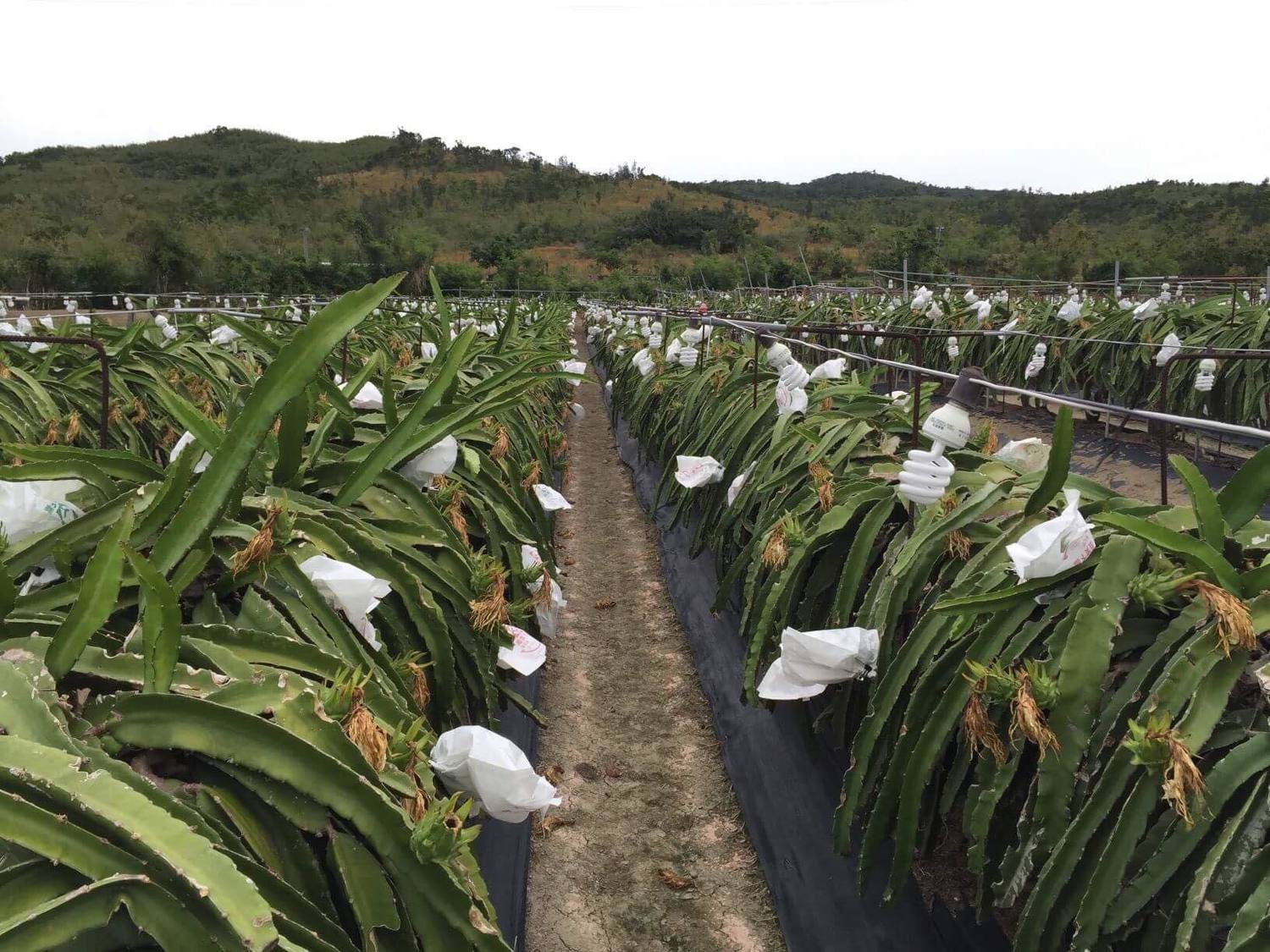田地中火龍果穿上「衣服」減少寒風侵襲。 田地中火龍果穿上「衣服」減少寒風侵襲。