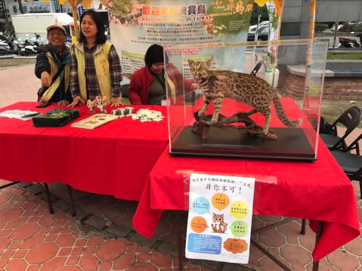 保育類動物石虎模樣相當可愛,但他們的生存卻時刻受到路殺、生存地遭破壞及捕獸夾誤殺等重重威脅。 保育類動物石虎模樣相當可愛,但他們的生存卻時刻受到路殺、生存地遭破壞及捕獸夾誤殺等重重威脅。