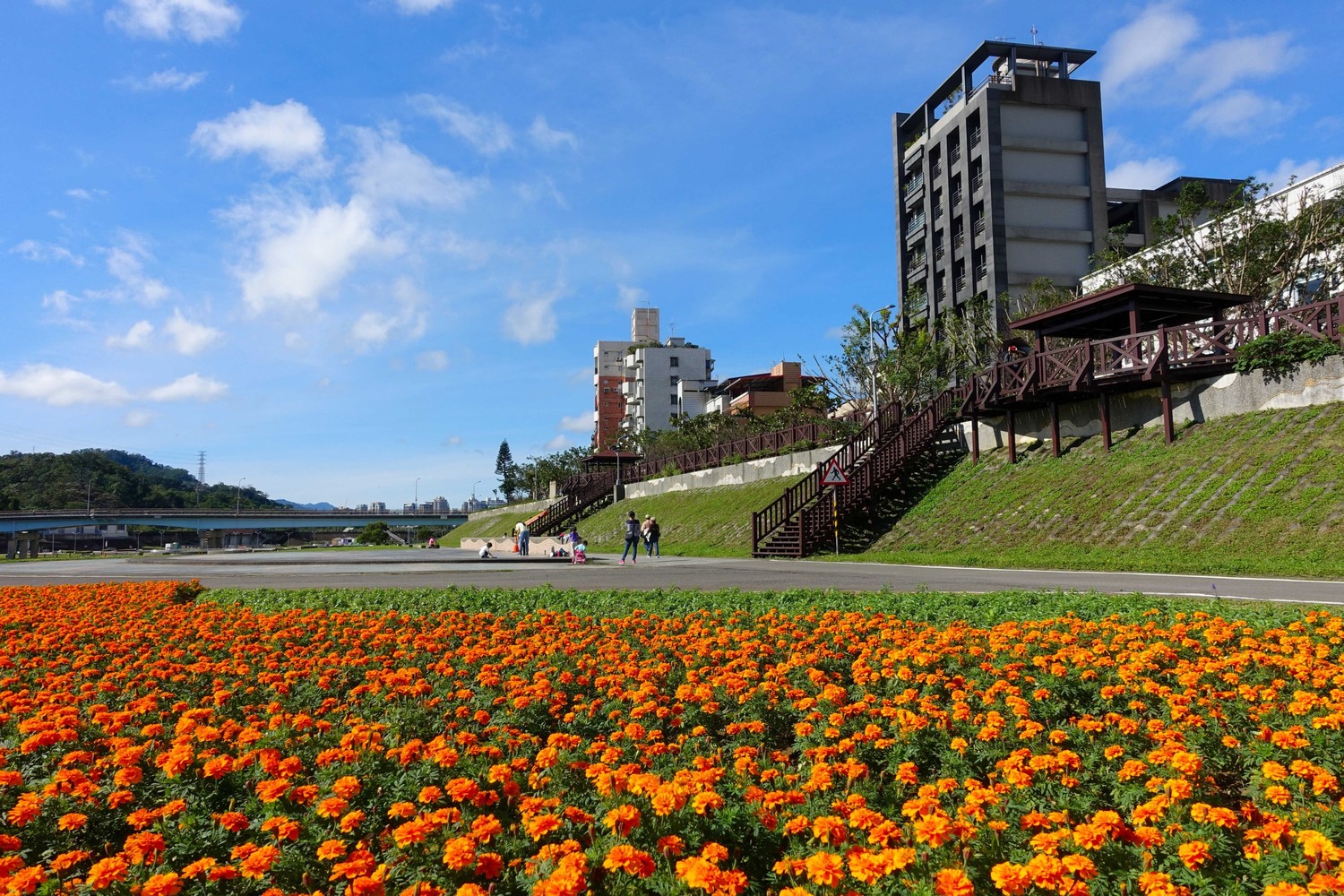 道南河濱花海。 圖:台北市政府提供 道南河濱花海。 圖:台北市政府提供