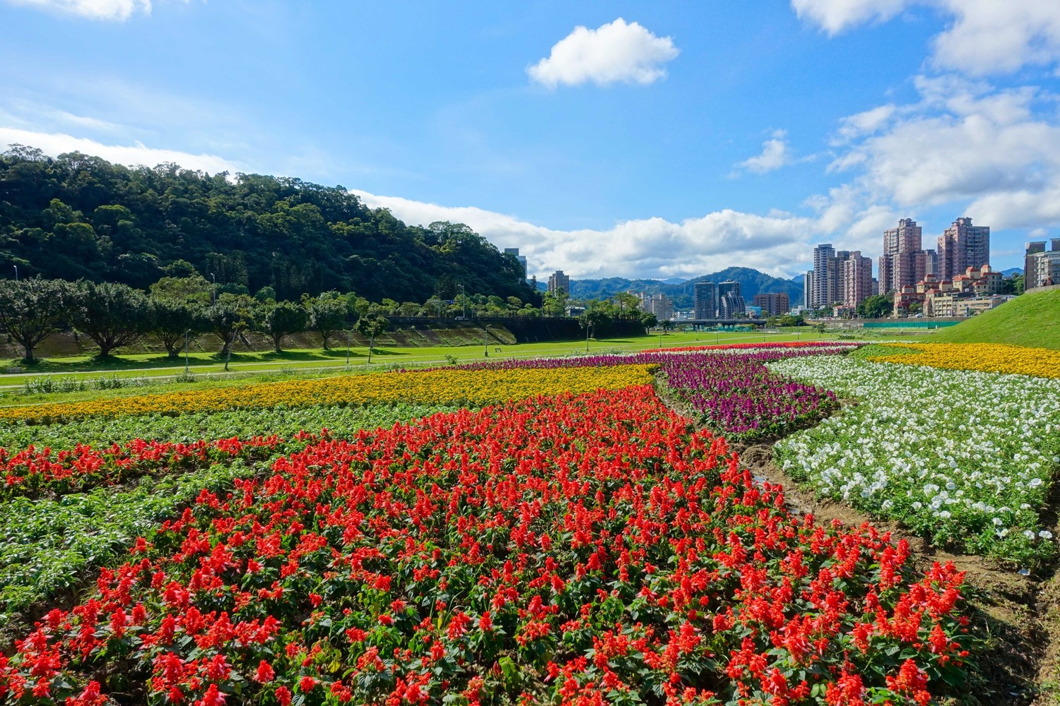 捷運木柵站1號出口旁堤頂的道南河濱花海。 圖:台北市政府提供 捷運木柵站1號出口旁堤頂的道南河濱花海。 圖:台北市政府提供