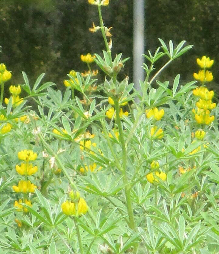 魯冰花 圖:翻攝自邱俊銘臉書 魯冰花 圖:翻攝自邱俊銘臉書