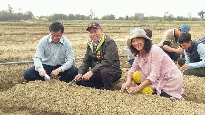 為了生長期需要75天到90天美麗海芋,大園區溪海里社區里民、花媽媽青年團隊及志工們,自去年12月中旬開始,合力挖溝、播種、放樣,陸續種下4萬顆的海芋種球,希望3月能繽紛登場,呈現美麗的彩芋給旅人欣賞。 圖:翻攝自邱俊銘臉書 為了生長期需要75天到90天美麗海芋,大園區溪海里社區里民、花媽媽青年團隊及志工們,自去年12月中旬開始,合力挖溝、播種、放樣,陸續種下4萬顆的海芋種球,希望3月能繽紛登場,呈現美麗的彩芋給旅人欣賞。 圖:翻攝自邱俊銘臉書