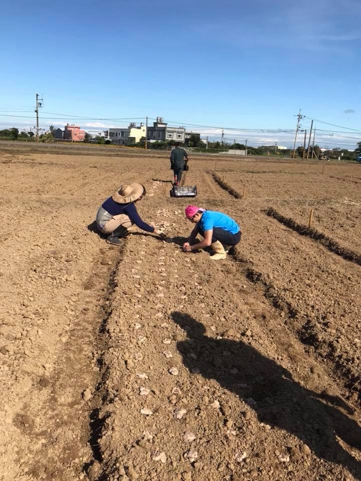 桃園市大園區溪海里社區里民、花媽媽青年團隊及志工們,自去年12月中旬開始,合力挖溝、播種、放樣,陸續種下4萬顆的海芋種球,希望3月能繽紛登場,呈現美麗的彩芋給旅人欣賞。 圖:翻攝自溪海社區發展協會臉書 桃園市大園區溪海里社區里民、花媽媽青年團隊及志工們,自去年12月中旬開始,合力挖溝、播種、放樣,陸續種下4萬顆的海芋種球,希望3月能繽紛登場,呈現美麗的彩芋給旅人欣賞。 圖:翻攝自溪海社區發展協會臉書