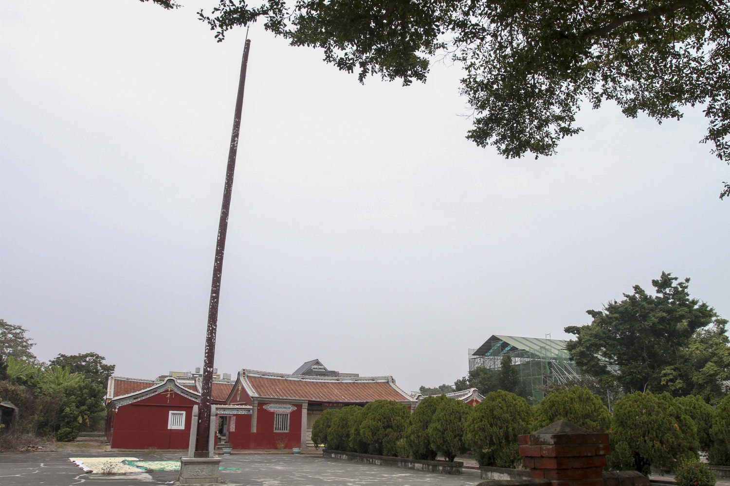 太康綠色隧道約長三公里,路段兩側種植數百株芒果樹,樹齡都超過五十年。 太康綠色隧道約長三公里,路段兩側種植數百株芒果樹,樹齡都超過五十年。