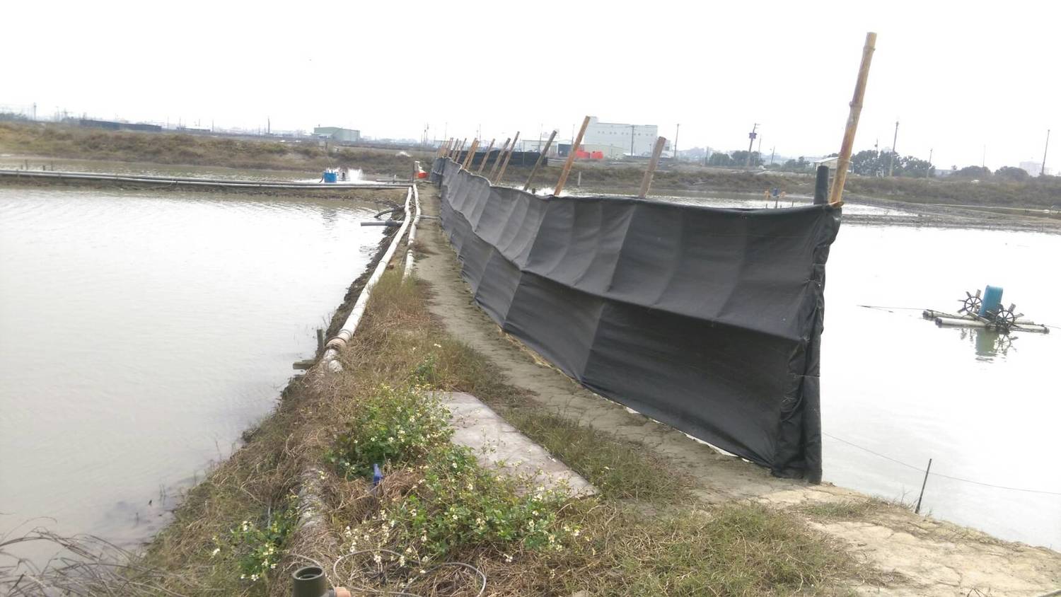 魚塭北側搭蓋防風棚防寒。 圖:農委會提供 魚塭北側搭蓋防風棚防寒。 圖:農委會提供