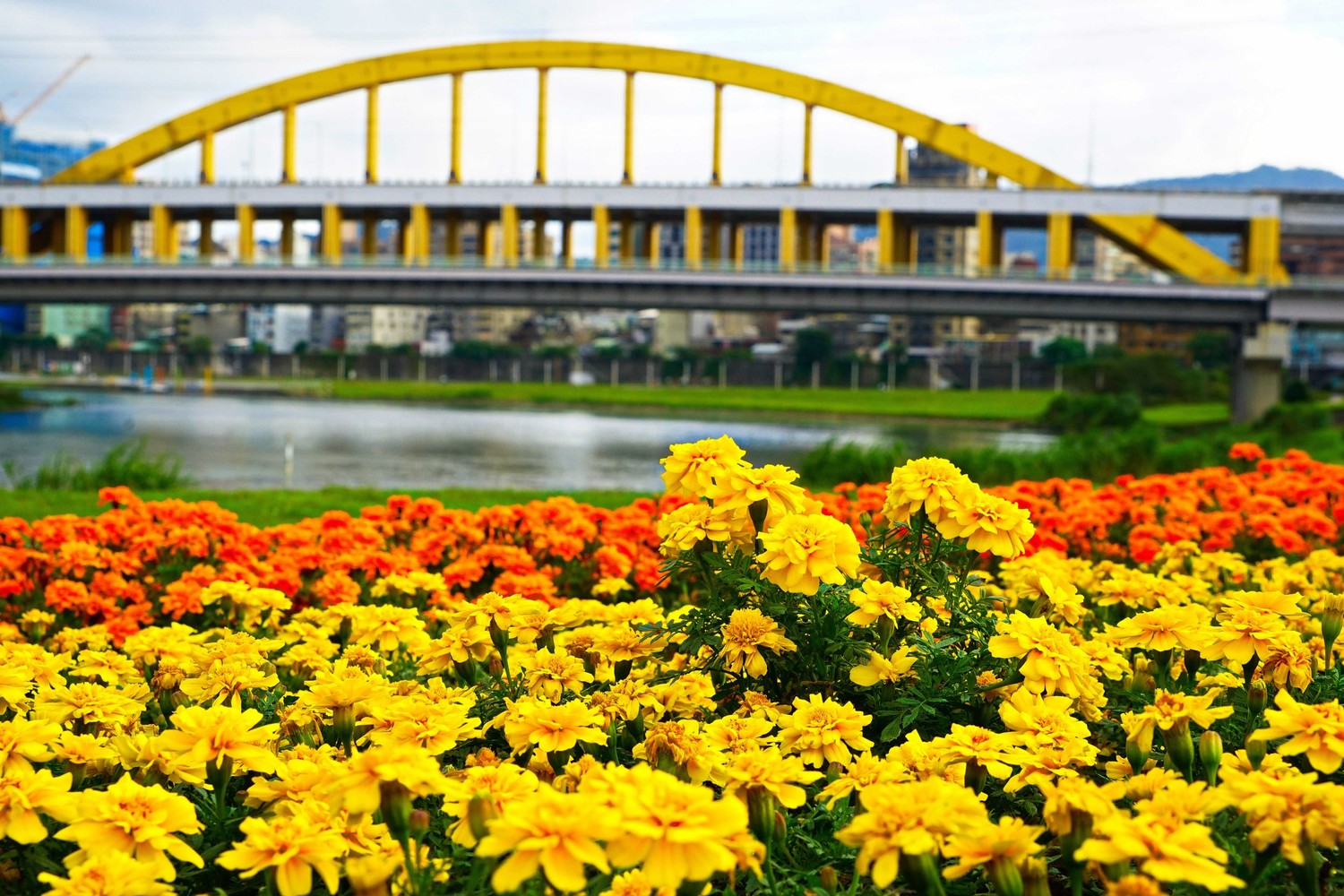絕美河濱花海搭配河岸美景,享受花海美景。 圖:台北市政府提供 絕美河濱花海搭配河岸美景,享受花海美景。 圖:台北市政府提供