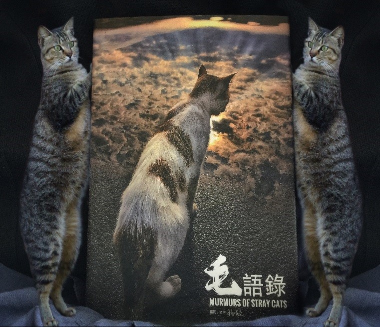 由攝影師楊明亮以一群流浪貓為主題的《毛語錄》,今天在台北益品書屋新書發表。 由攝影師楊明亮以一群流浪貓為主題的《毛語錄》,今天在台北益品書屋新書發表。