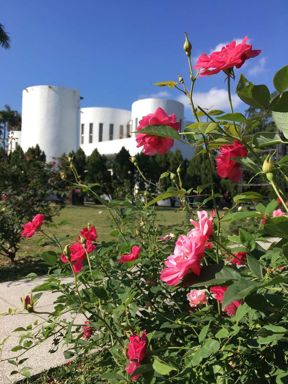 位於新生公園怡情園側的古典玫瑰園區。 位於新生公園怡情園側的古典玫瑰園區。