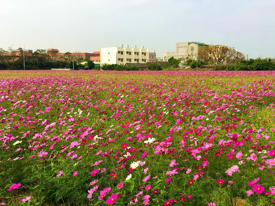 台中市政府為年底的花博做準備,栽種各式花卉供觀賞。 台中市政府為年底的花博做準備,栽種各式花卉供觀賞。