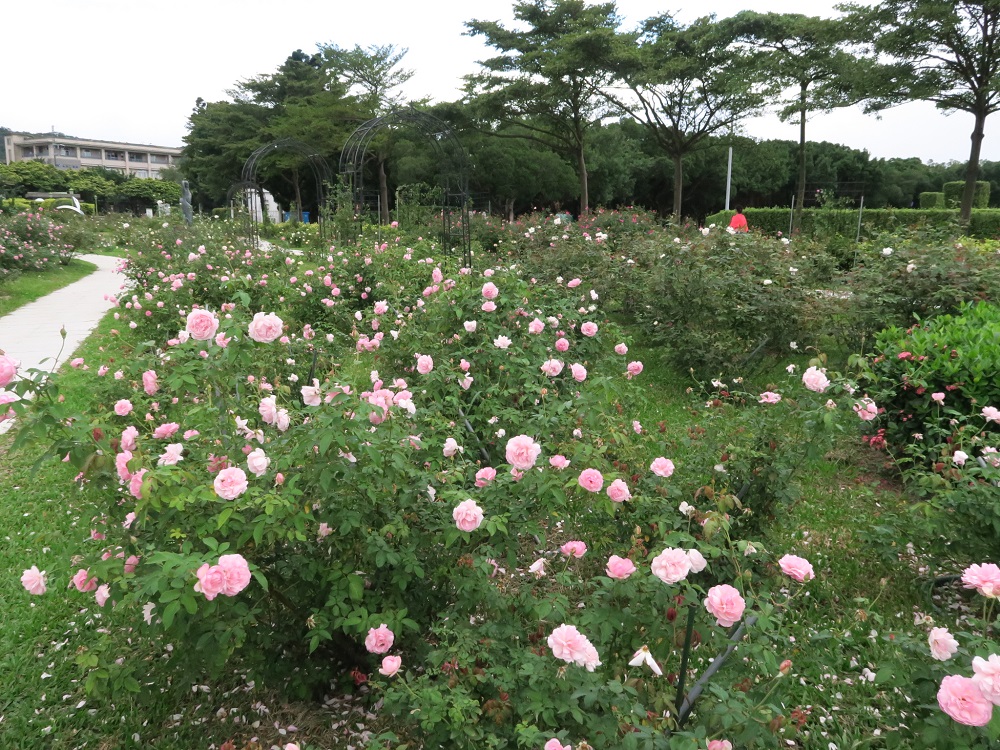 綻放在和煦陽光下的美麗茶玫。 綻放在和煦陽光下的美麗茶玫。