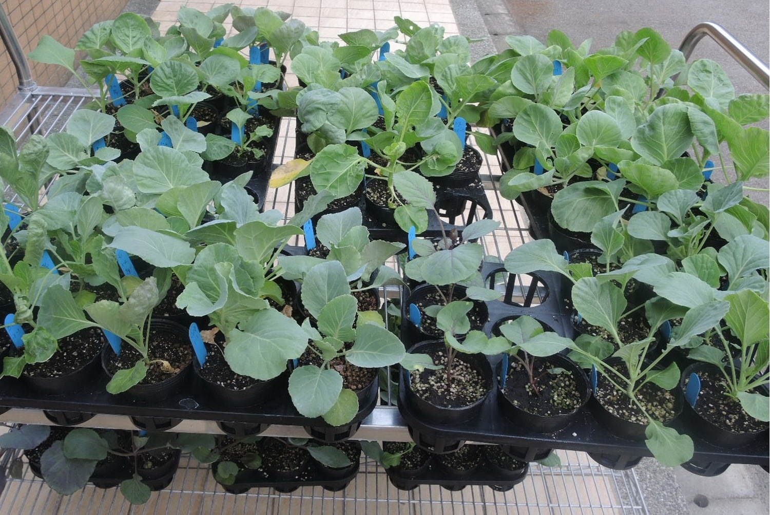 十字花科甘藍類蔬菜小孢子培養流程,馴化完成雙單倍體。 圖:農委會提供 十字花科甘藍類蔬菜小孢子培養流程,馴化完成雙單倍體。 圖:農委會提供