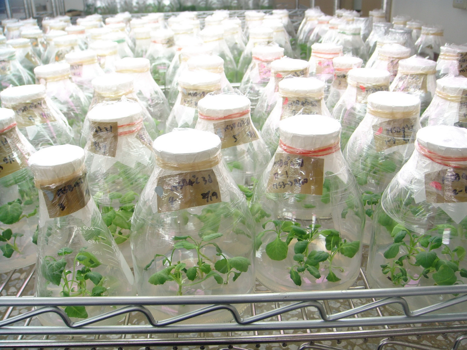 十字花科甘藍類蔬菜小孢子培養流程之發芽後小植株。 圖:農委會提供 十字花科甘藍類蔬菜小孢子培養流程之發芽後小植株。 圖:農委會提供