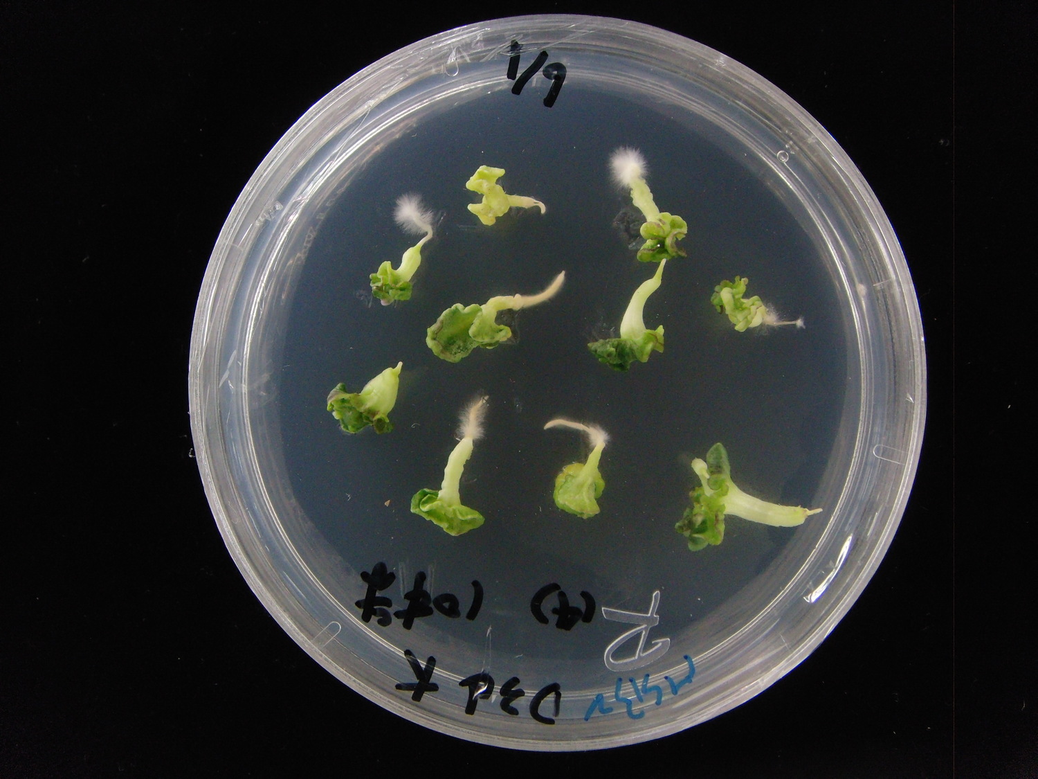 十字花科甘藍類蔬菜小孢子培養流程之子葉期胚。 圖:農委會提供 十字花科甘藍類蔬菜小孢子培養流程之子葉期胚。 圖:農委會提供