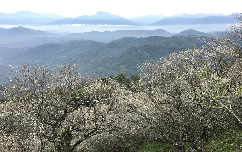 梅花白雪靄靄的散落在山谷間,宛如置身國外白雪紛飛的錯覺。 圖:國姓鄉公所提供 梅花白雪靄靄的散落在山谷間,宛如置身國外白雪紛飛的錯覺。 圖:國姓鄉公所提供