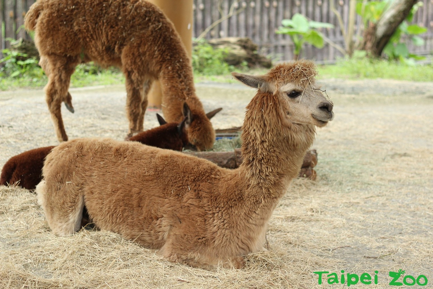 不論天氣怎麼轉換,羊駝身上的毛只會不斷生長。 圖:台北市動物園/提供 不論天氣怎麼轉換,羊駝身上的毛只會不斷生長。 圖:台北市動物園/提供