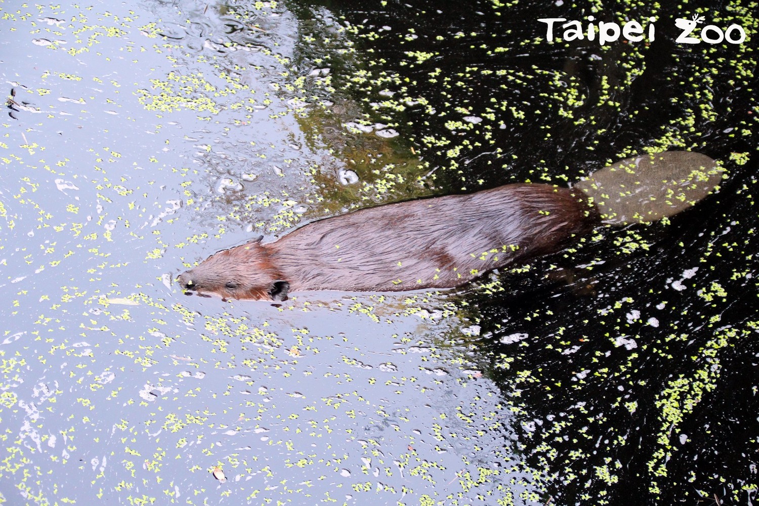河狸泡即使水溫低,仍在水中依然面不改色。 圖:台北市動物園/提供 河狸泡即使水溫低,仍在水中依然面不改色。 圖:台北市動物園/提供