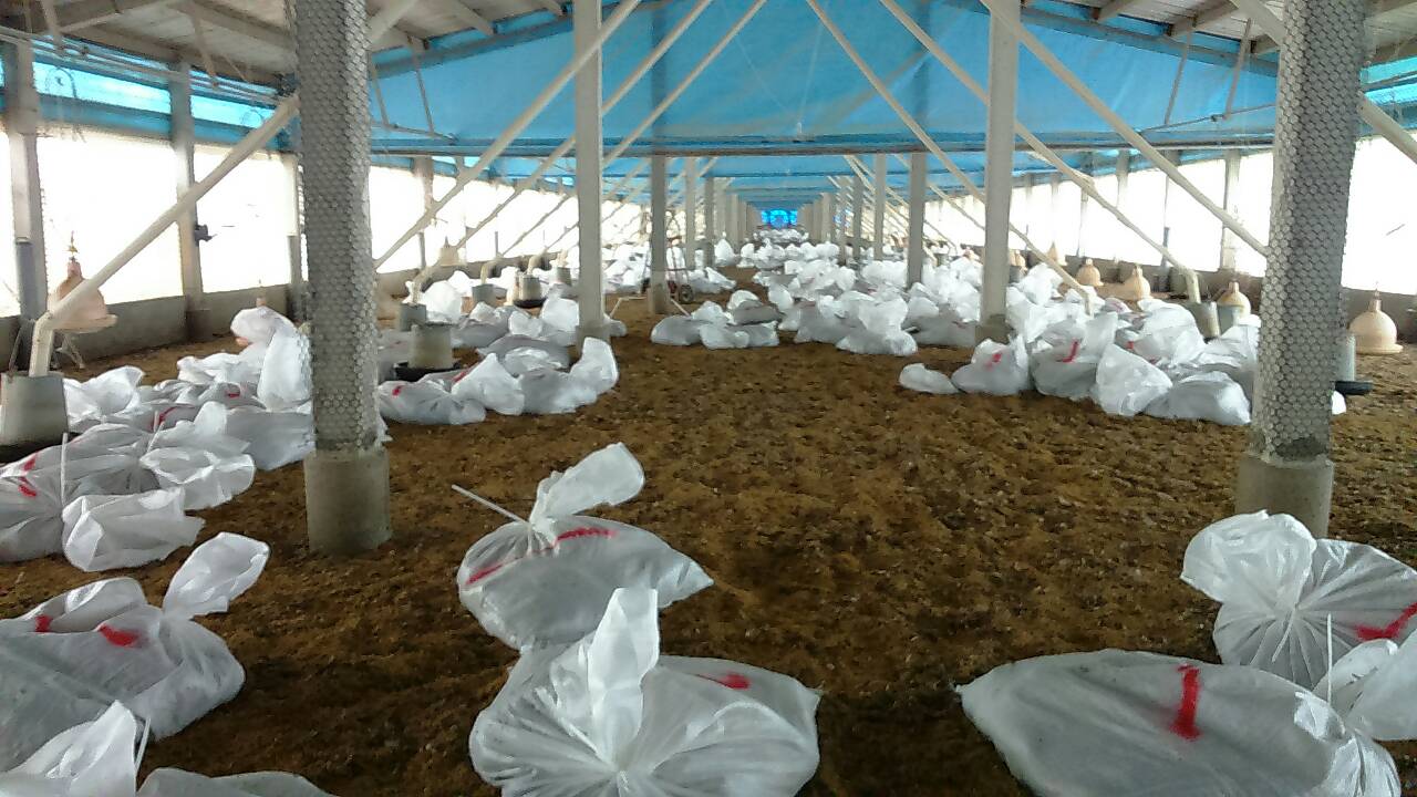 彰化縣政府動物防疫所清理後現場。 圖:彰化縣政府/提供 彰化縣政府動物防疫所清理後現場。 圖:彰化縣政府/提供