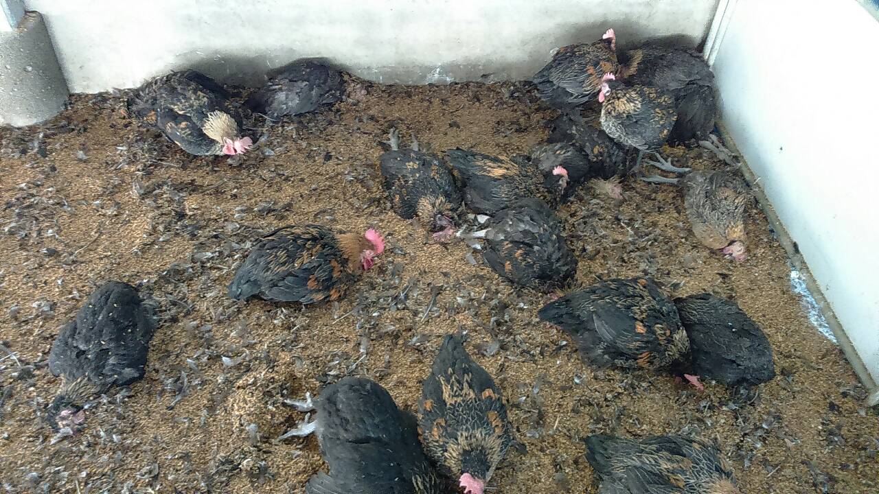 進入冬季之後各地屢傳禽流感事件,今日彰化縣、嘉義縣撲殺了近2萬隻確診感染之家禽(共計17,226隻家禽)。 圖:彰化縣政府/提供 進入冬季之後各地屢傳禽流感事件,今日彰化縣、嘉義縣撲殺了近2萬隻確診感染之家禽(共計17,226隻家禽)。 圖:彰化縣政府/提供