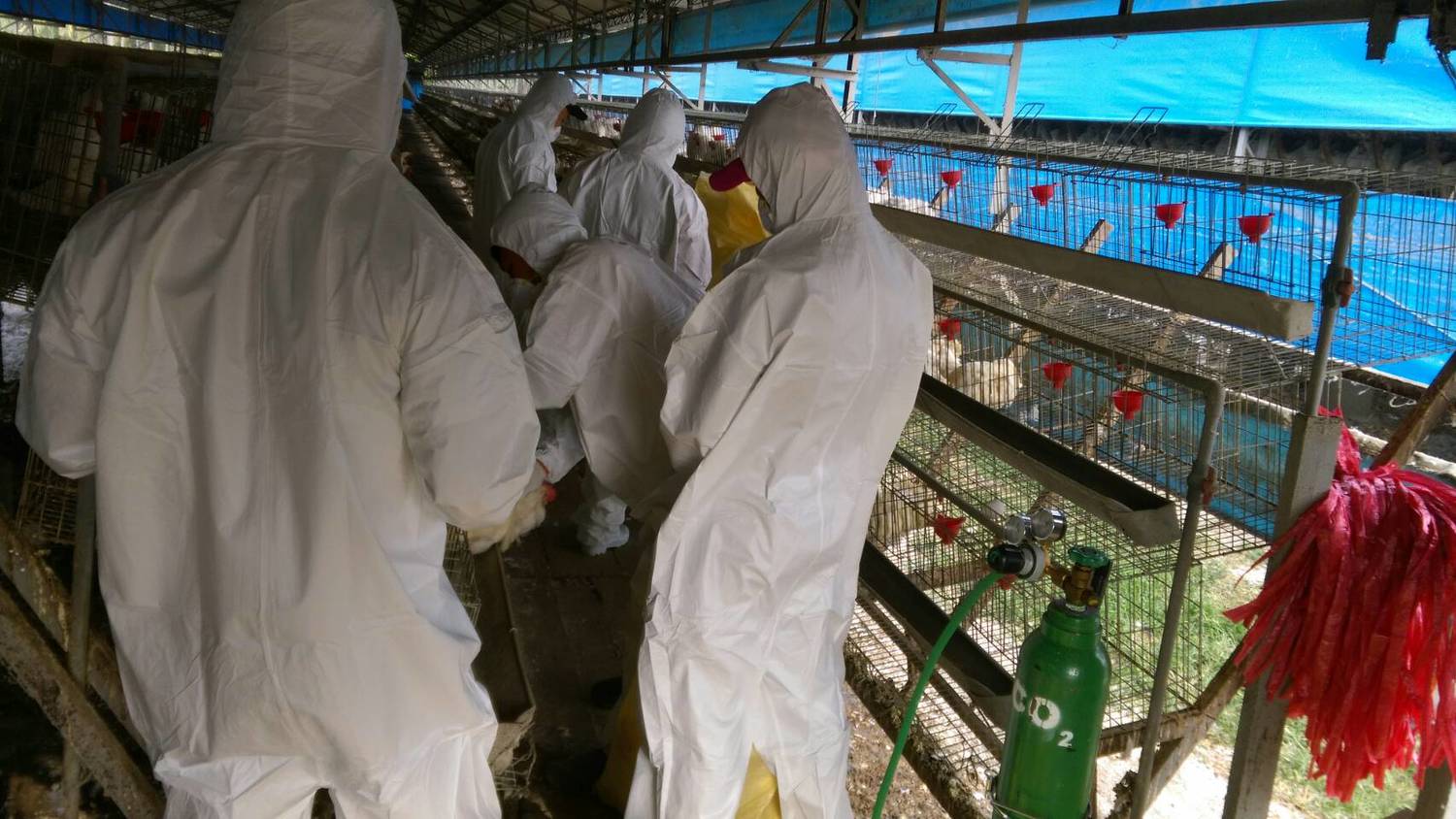 動物防疫所立刻啟動防疫機制,撲殺10,450隻蛋雞,並完成場區清潔及消毒工作。 圖:屏東縣動物防疫所/提供 動物防疫所立刻啟動防疫機制,撲殺10,450隻蛋雞,並完成場區清潔及消毒工作。 圖:屏東縣動物防疫所/提供