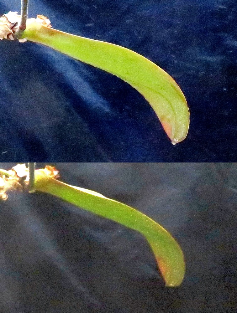 上圖為靜電產生裝置裝開啟,帶負電之藥劑霧滴往帶正電之葉表移動,藥液覆蓋葉片效果佳;下圖為靜電產生裝置裝關閉,相較之下藥液覆蓋葉片效果較差。 圖:農委會提供 上圖為靜電產生裝置裝開啟,帶負電之藥劑霧滴往帶正電之葉表移動,藥液覆蓋葉片效果佳;下圖為靜電產生裝置裝關閉,相較之下藥液覆蓋葉片效果較差。 圖:農委會提供