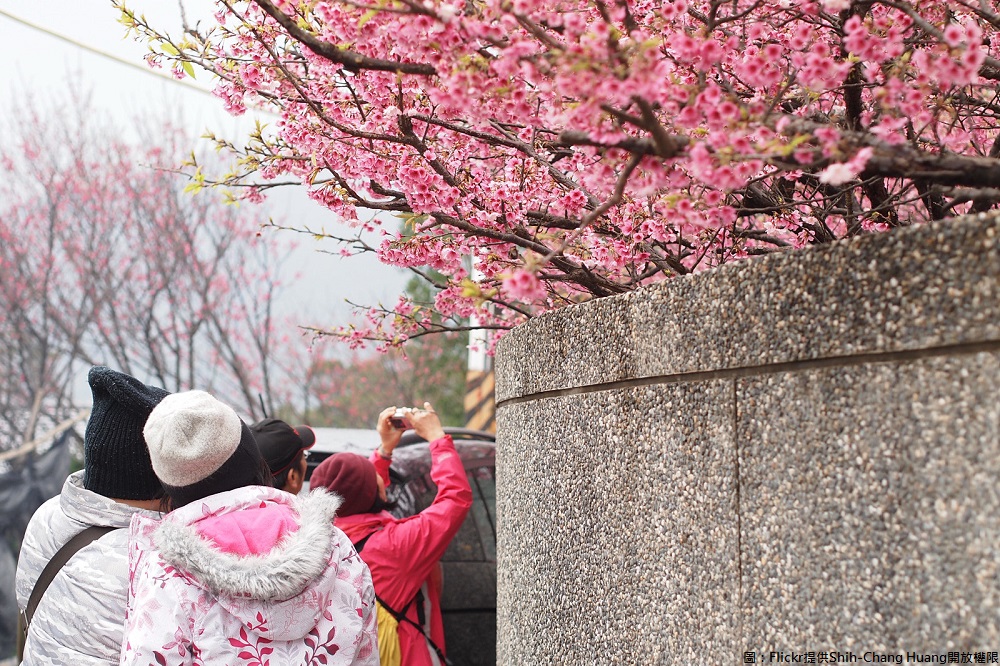 北台灣陽明山有條最強櫻花街之稱的「平菁街42巷」,一片粉紅大道映入眼簾,美到崩潰。 圖:Flickr提供Shih-Chang Huang開放權限 北台灣陽明山有條最強櫻花街之稱的「平菁街42巷」,一片粉紅大道映入眼簾,美到崩潰。 圖:Flickr提供Shih-Chang Huang開放權限