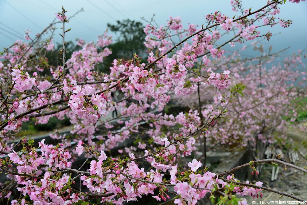 南投縣信義鄉草坪頭櫻花、李花等各種花卉逐漸綻放,2月底前正直櫻花盛開,繽紛花朵布滿山景,美麗動人。 圖:Flickr提供蕣嶸 楊開放權限 南投縣信義鄉草坪頭櫻花、李花等各種花卉逐漸綻放,2月底前正直櫻花盛開,繽紛花朵布滿山景,美麗動人。 圖:Flickr提供蕣嶸 楊開放權限