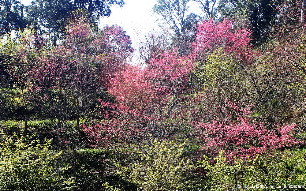 高雄桃源櫻花公園櫻花盛開,在蜿蜒小徑旁就能欣賞此美景。 圖:Flickr提供Wang Fonghu開放權限 高雄桃源櫻花公園櫻花盛開,在蜿蜒小徑旁就能欣賞此美景。 圖:Flickr提供Wang Fonghu開放權限