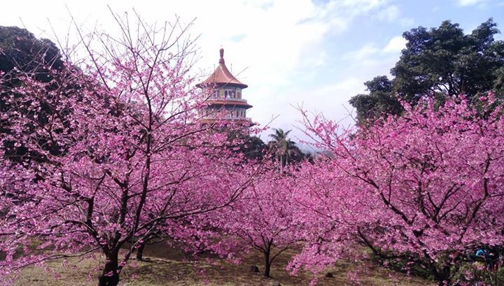 全台知名的天元宮櫻花已經悄悄盛放,現場被一片粉色櫻海籠罩,美不勝收。 圖:杜秀霙提供 全台知名的天元宮櫻花已經悄悄盛放,現場被一片粉色櫻海籠罩,美不勝收。 圖:杜秀霙提供