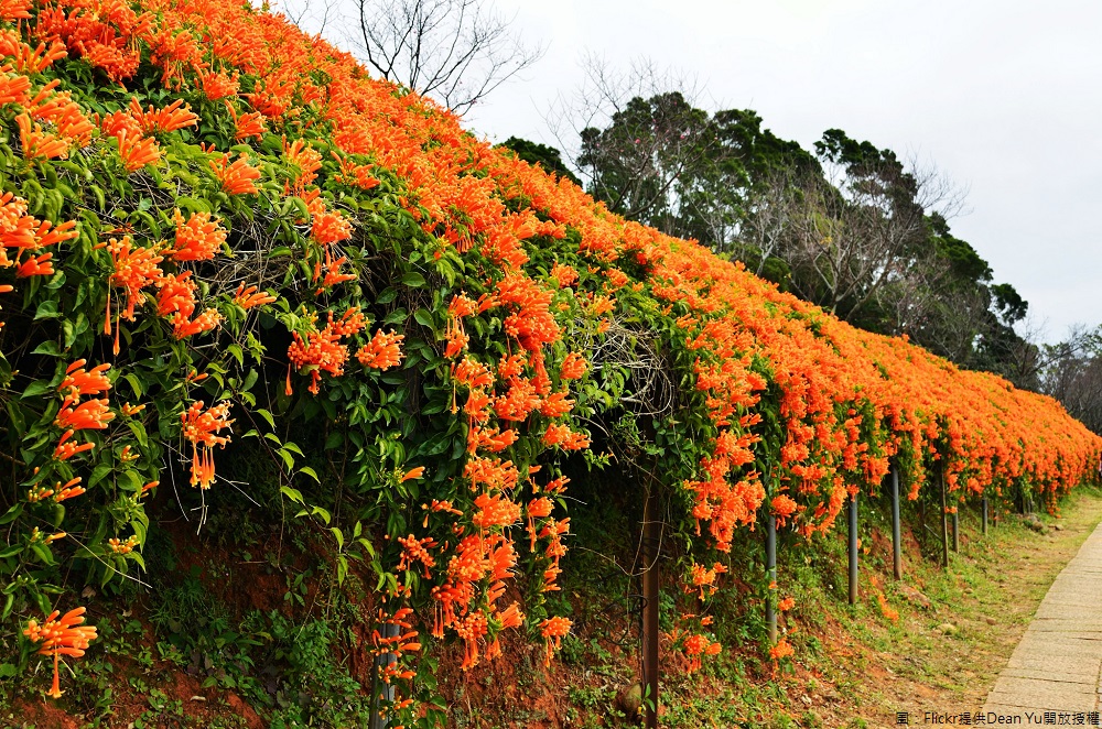 苗栗銅鑼環保公園旁,位在民有路與119鄉道的路口,有條神祕步道,花色由綠轉黃,此時正是炮仗花齊綻放的花季,成為期間限定美景,就為捕捉這「可遇不可求」的浪漫。 圖:Flickr提供Dean Yu開放授權 苗栗銅鑼環保公園旁,位在民有路與119鄉道的路口,有條神祕步道,花色由綠轉黃,此時正是炮仗花齊綻放的花季,成為期間限定美景,就為捕捉這「可遇不可求」的浪漫。 圖:Flickr提供Dean Yu開放授權