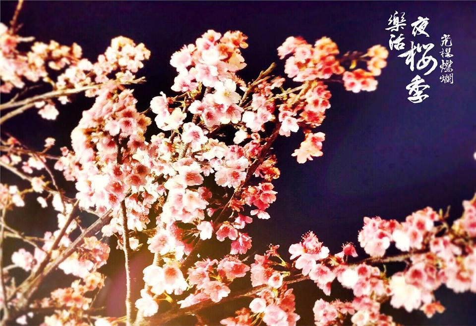 公園處在內湖樂活櫻花季期間於內湖樂活公園櫻花步道規畫燈光照明,營造夜櫻浪漫氛圍。 圖:內湖夜櫻季FB粉絲專頁提供 公園處在內湖樂活櫻花季期間於內湖樂活公園櫻花步道規畫燈光照明,營造夜櫻浪漫氛圍。 圖:內湖夜櫻季FB粉絲專頁提供