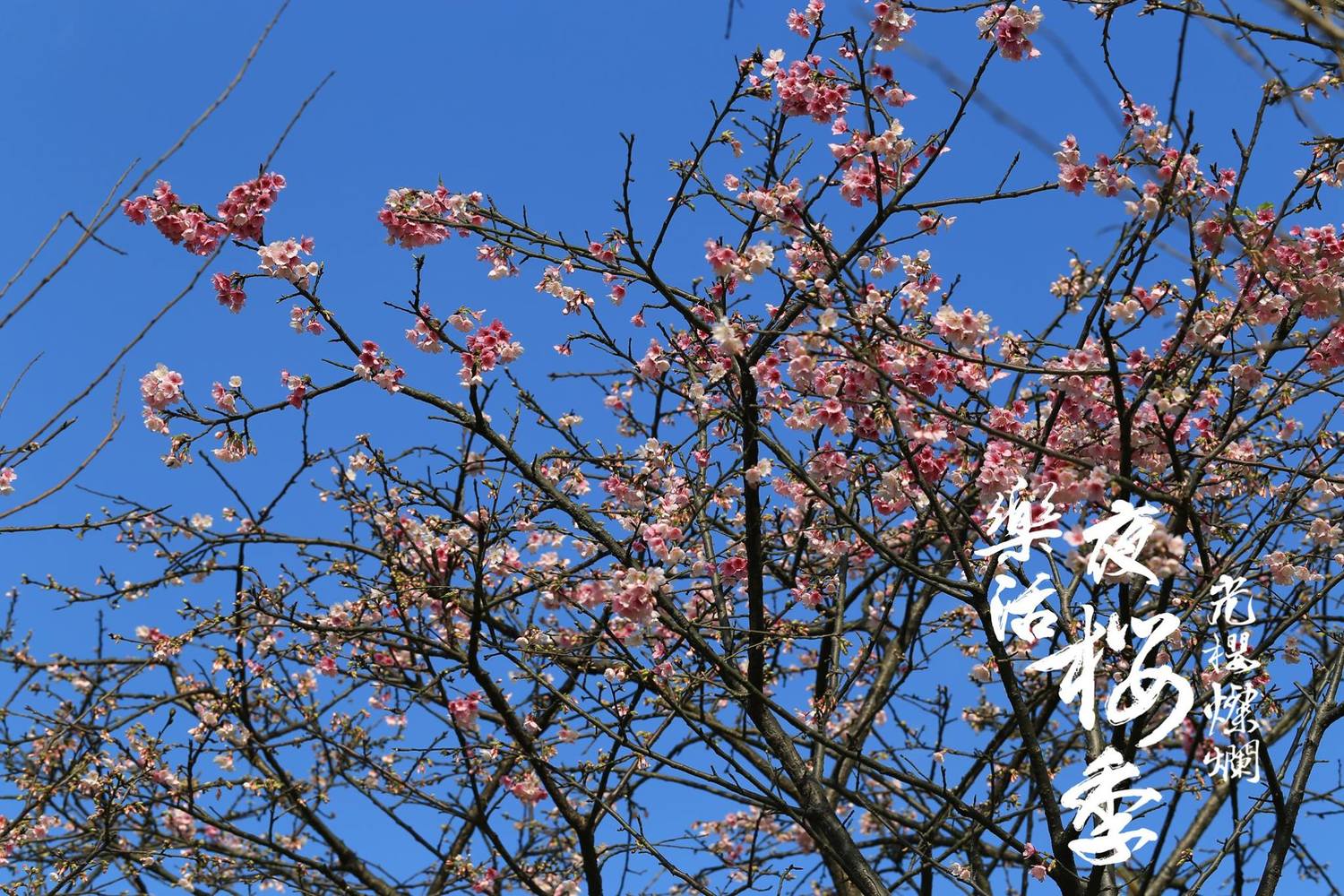 花卉試驗中心主任宋馥華強調,為宣傳夜櫻季活動提升人氣,除了開幕式外,還舉辦多項精彩假日活動。 圖:內湖夜櫻季FB粉絲專頁提供 花卉試驗中心主任宋馥華強調,為宣傳夜櫻季活動提升人氣,除了開幕式外,還舉辦多項精彩假日活動。 圖:內湖夜櫻季FB粉絲專頁提供