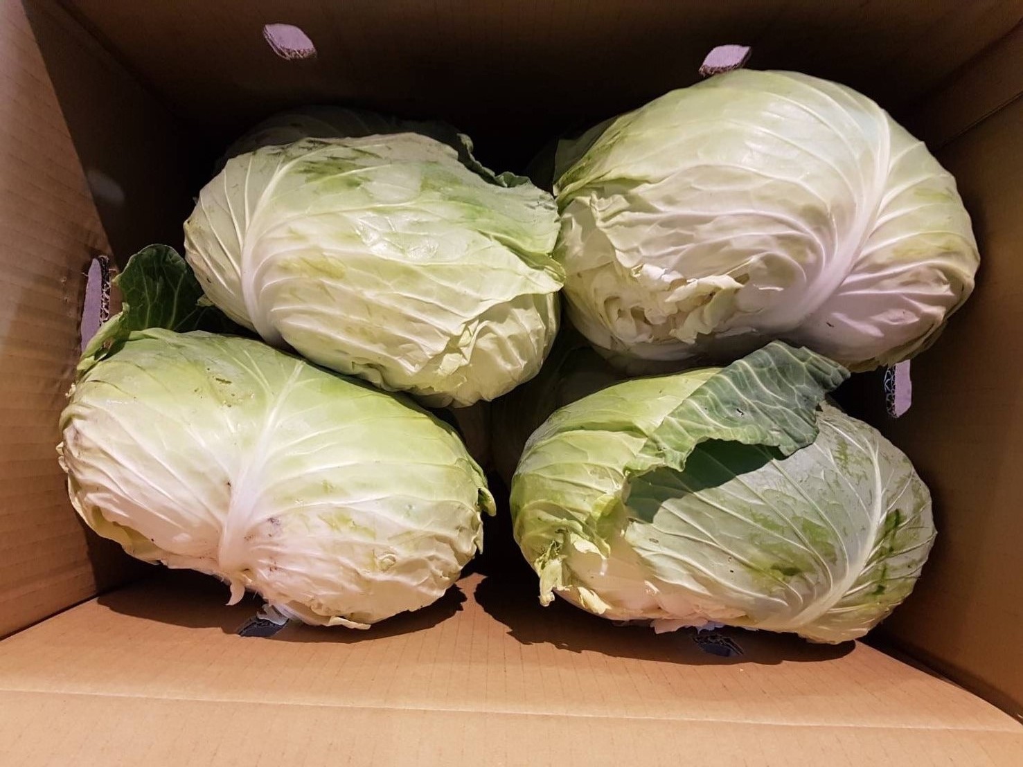 行政院農委會農糧署表示,台灣目前是各種蔬菜的盛產期,外銷量屢創新高。 圖:農糧署提供 行政院農委會農糧署表示,台灣目前是各種蔬菜的盛產期,外銷量屢創新高。 圖:農糧署提供