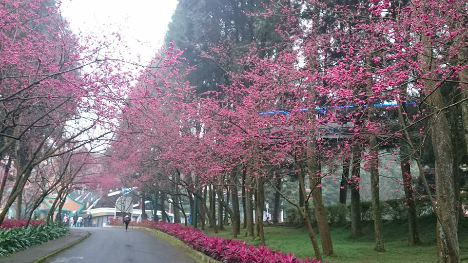 灑滿櫻花花瓣的櫻花大道,印入眼簾一片的美景。 圖:九族櫻花祭FB粉絲專頁提供 灑滿櫻花花瓣的櫻花大道,印入眼簾一片的美景。 圖:九族櫻花祭FB粉絲專頁提供