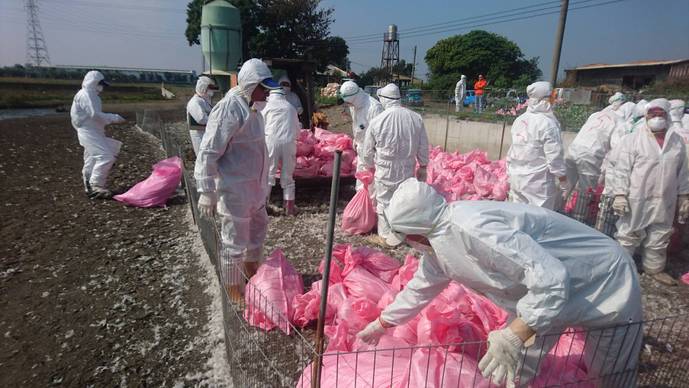 該批來源禽場位於雲林縣大埤鄉(餘約5,000隻),已執行移動管制並採樣送驗,目前尚在檢驗中。(資料照片) 該批來源禽場位於雲林縣大埤鄉(餘約5,000隻),已執行移動管制並採樣送驗,目前尚在檢驗中。(資料照片)