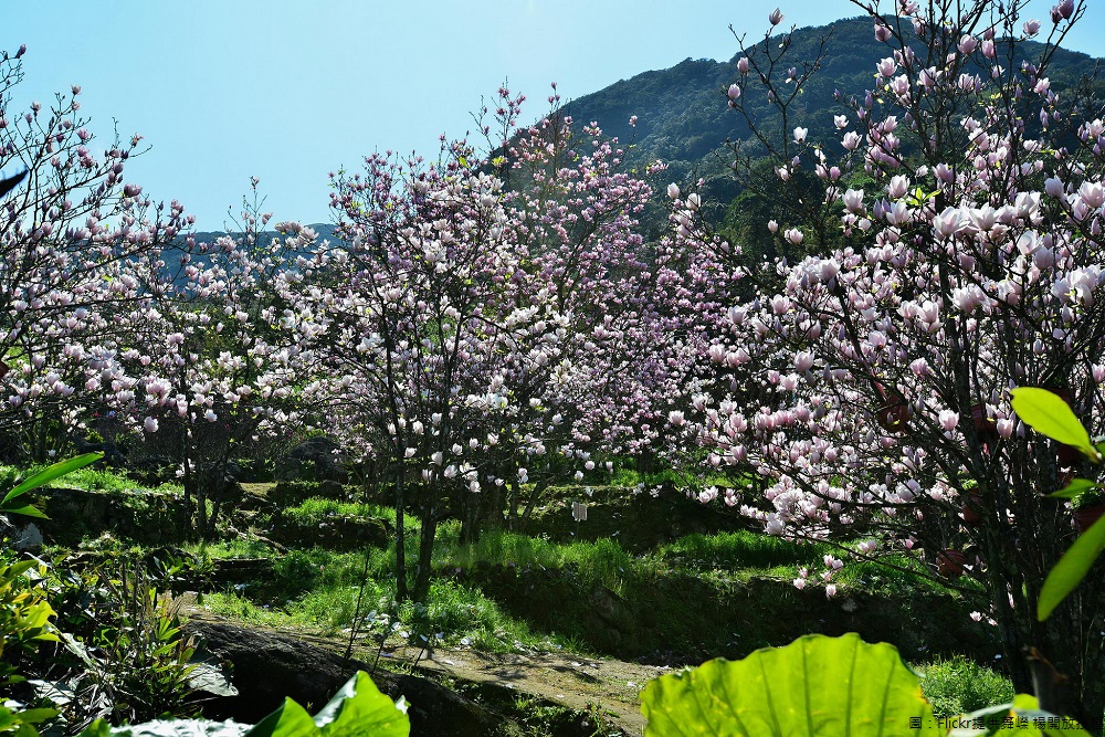 楓樹湖木蓮花帶著淡粉色澤非常清新可愛,順著楓樹湖步道路線向上前進,就能看到一片木蓮花海,花期2月底到3月初,現正是最美的時候。 楓樹湖木蓮花帶著淡粉色澤非常清新可愛,順著楓樹湖步道路線向上前進,就能看到一片木蓮花海,花期2月底到3月初,現正是最美的時候。