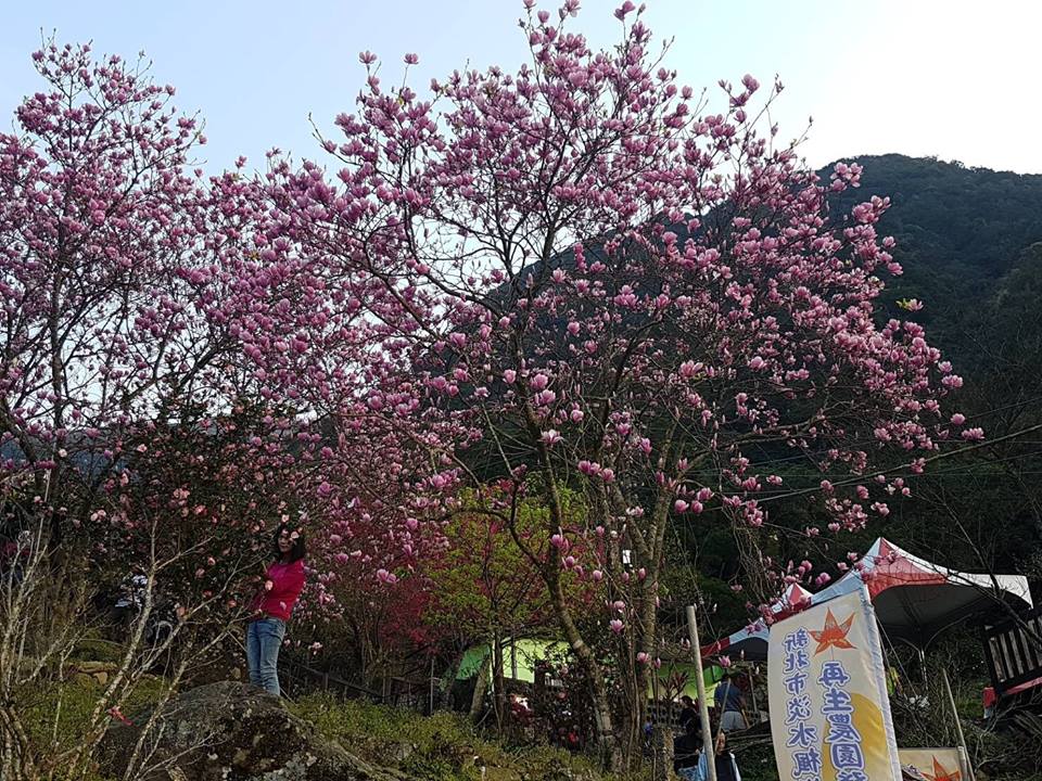 楓樹湖木蓮花帶著淡粉色澤非常清新可愛,順著楓樹湖步道路線向上前進,就能看到一片木蓮花海,花期2月底到3月初,現正是最美的時候。 楓樹湖木蓮花帶著淡粉色澤非常清新可愛,順著楓樹湖步道路線向上前進,就能看到一片木蓮花海,花期2月底到3月初,現正是最美的時候。
