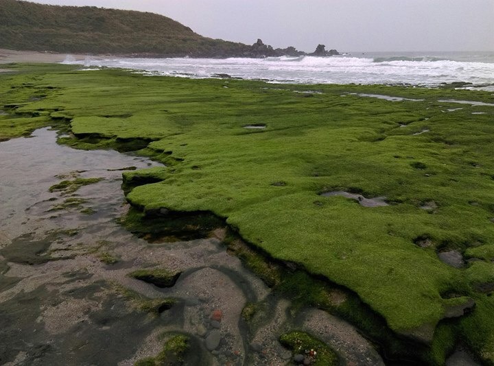 老梅綠石槽位於北海岸石門區老梅海岸,是由海蝕溝槽和海藻共同構成。 圖:交通部北觀處提供 老梅綠石槽位於北海岸石門區老梅海岸,是由海蝕溝槽和海藻共同構成。 圖:交通部北觀處提供