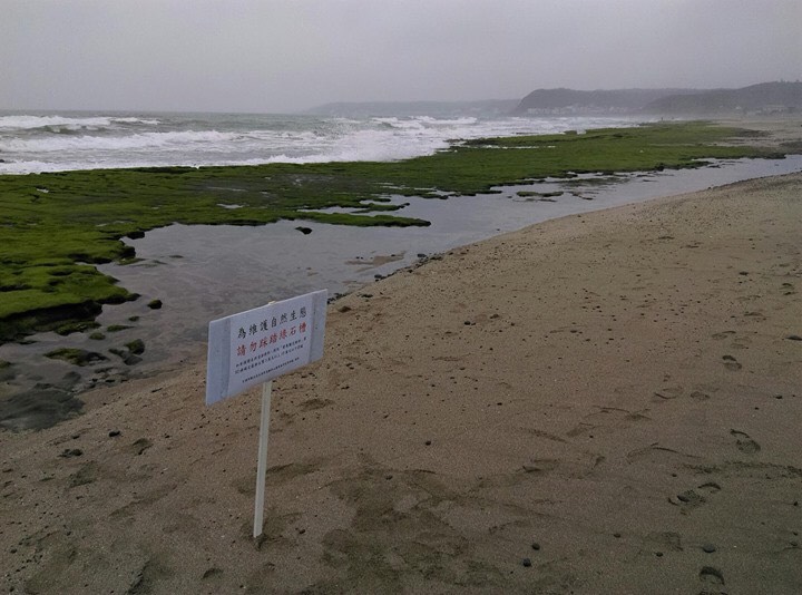 由於今年綠石槽提早轉綠,讓這片季節限定的綠地毯增添了北海岸翠綠多姿的身影。 圖:交通部北觀處提供 由於今年綠石槽提早轉綠,讓這片季節限定的綠地毯增添了北海岸翠綠多姿的身影。 圖:交通部北觀處提供