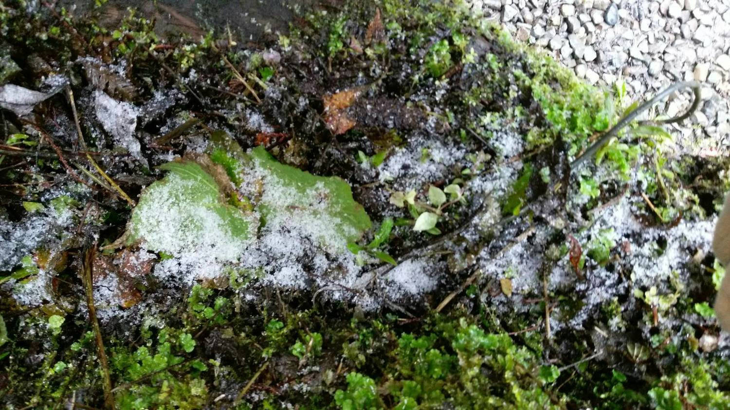 桃園市拉拉山也出現降雪情形,不過並沒有明顯積雪,僅為碎冰落在地面上。 圖:桃園市觀旅局提供 桃園市拉拉山也出現降雪情形,不過並沒有明顯積雪,僅為碎冰落在地面上。 圖:桃園市觀旅局提供