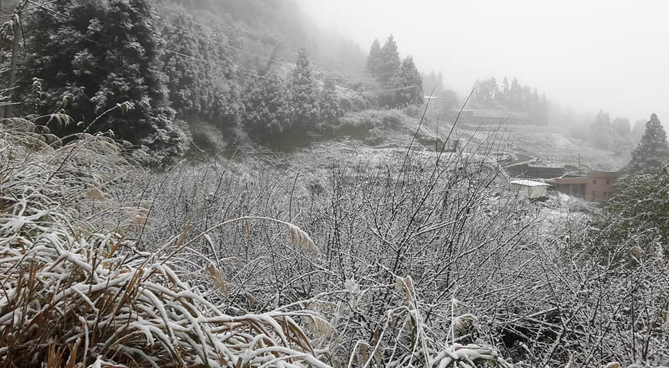 拉拉山神木林道、上巴陵山區積雪已深達10多公分。 圖:翻攝拉拉山恩愛農場臉書 拉拉山神木林道、上巴陵山區積雪已深達10多公分。 圖:翻攝拉拉山恩愛農場臉書